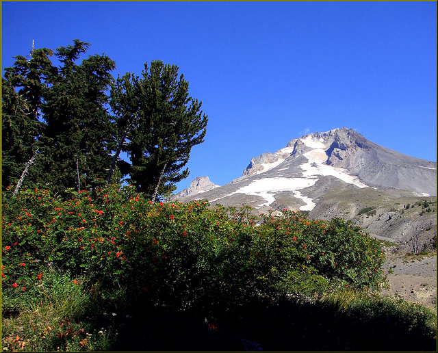 Photo from Timberline Lodge Summer